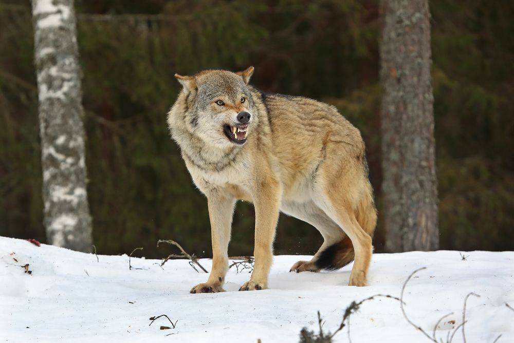 Фотография автора Гусар Александр