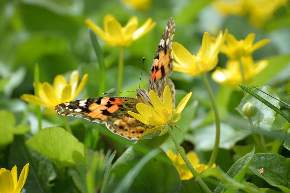Photograph by Алексей (AlexOldmanPhoto) Стариков