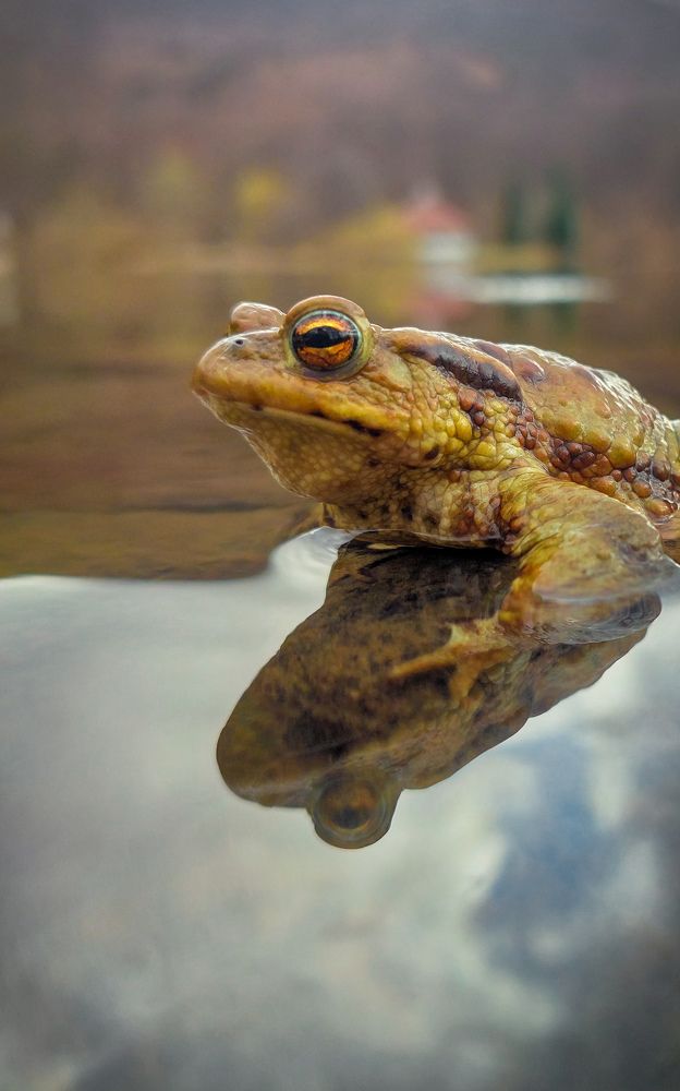 Photograph by Diana-Alexandra Amărinei