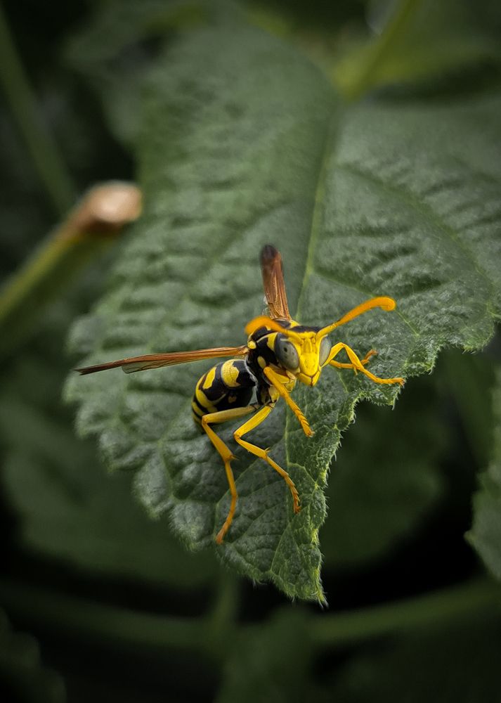 Photograph by Mohamed