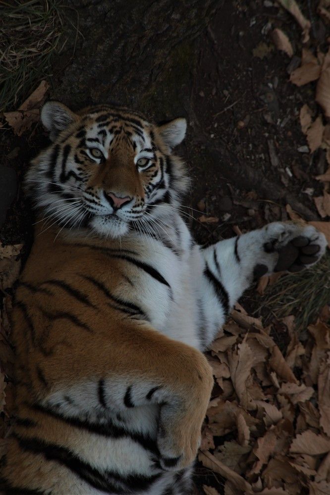 Photograph by Переверзева Татьяна