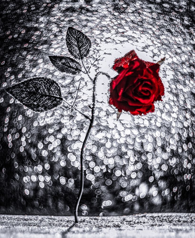 Photograph by Oliveira José