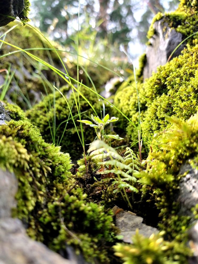 Там, где свежесть