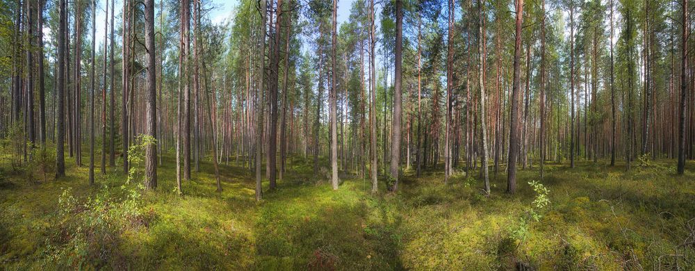 Photograph by Сергей Старостин