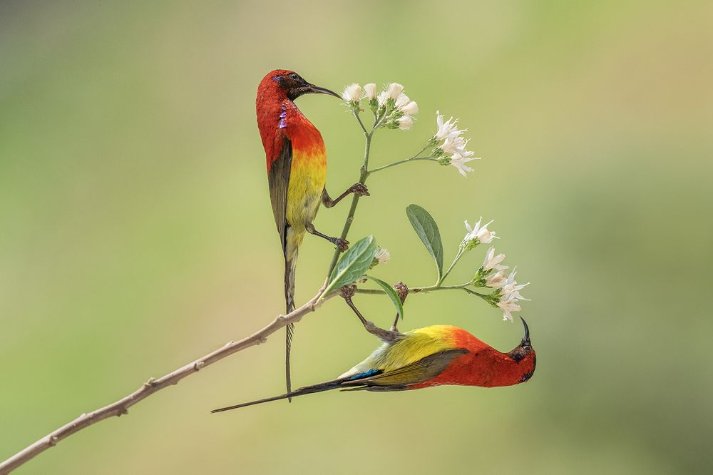 Mrs Gould's Sunbird
