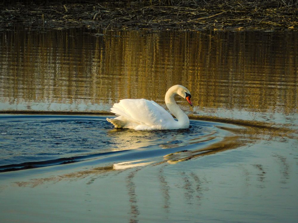 Photograph by Юлия Закопайло