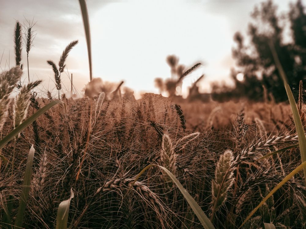 Photograph by karem saleh