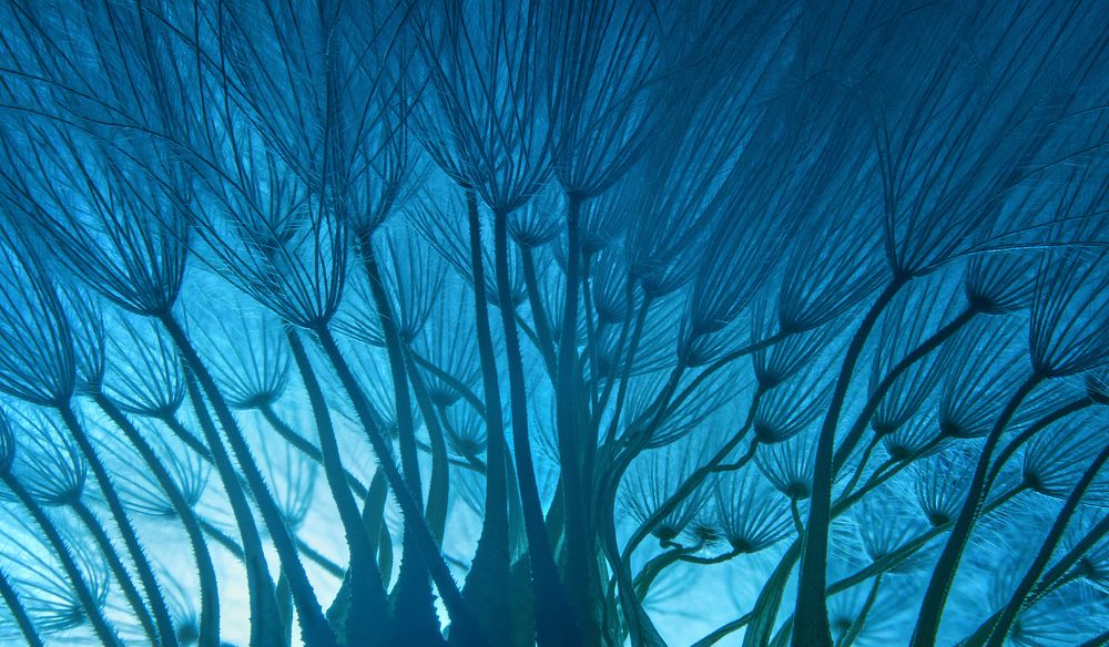 Photograph by Boris Bekelman