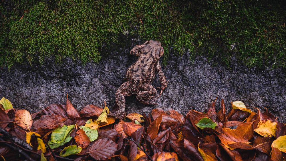 Photograph by Boro Milev