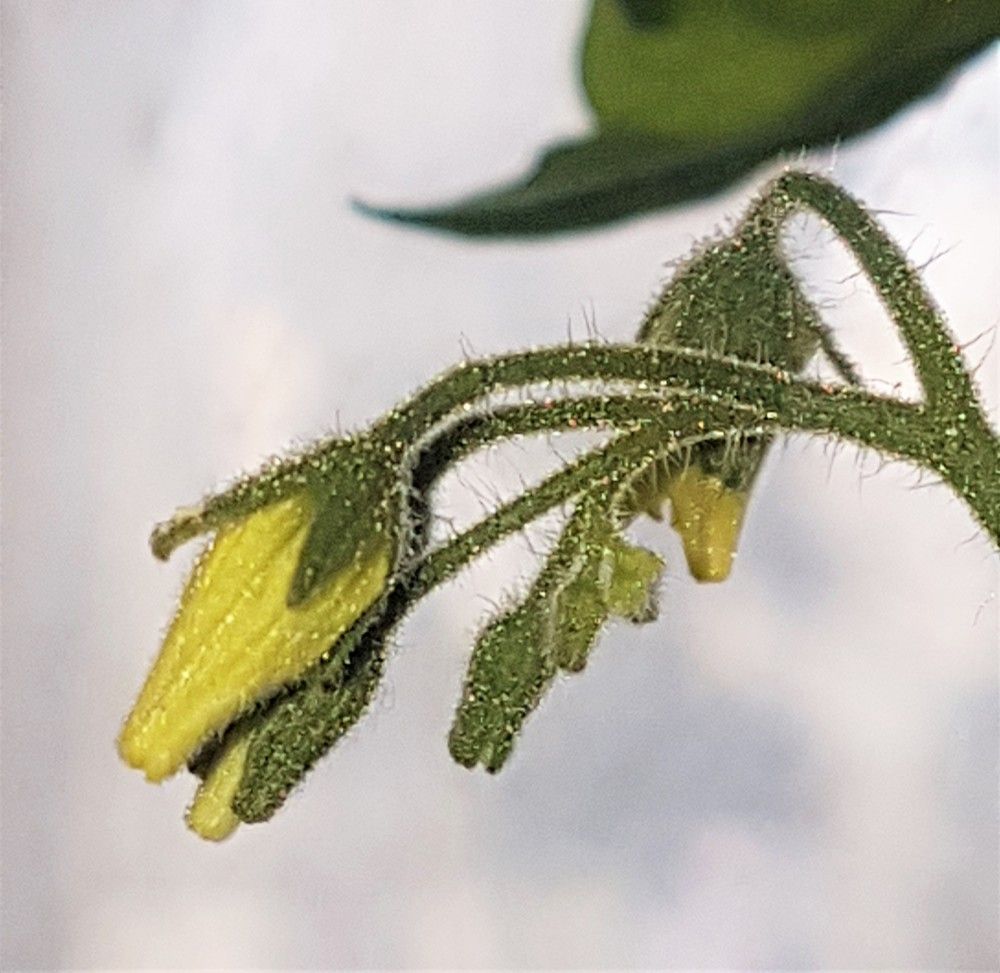 Фотография автора Ася Бабушкина