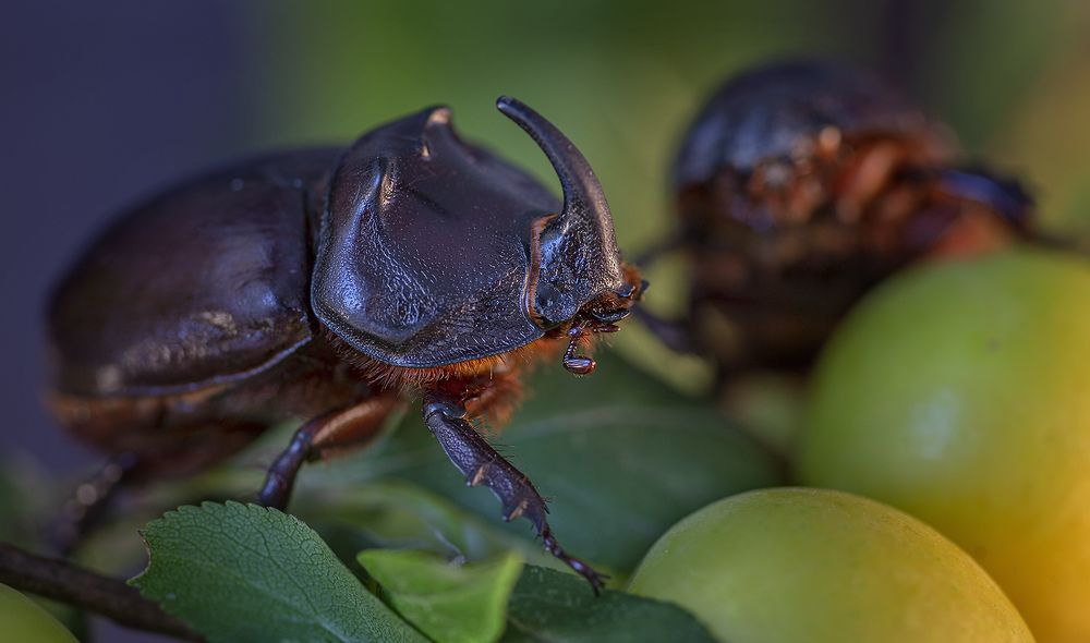 Фотография автора Анатолий Макоедов
