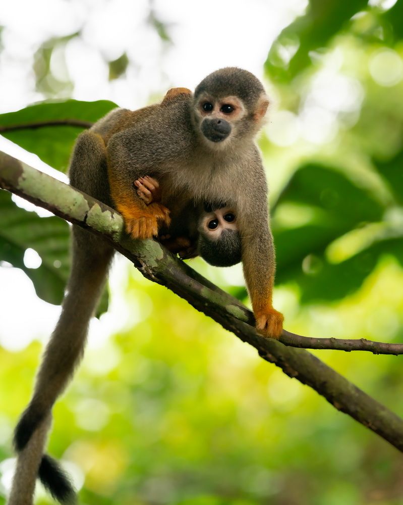Squirrel Monkey