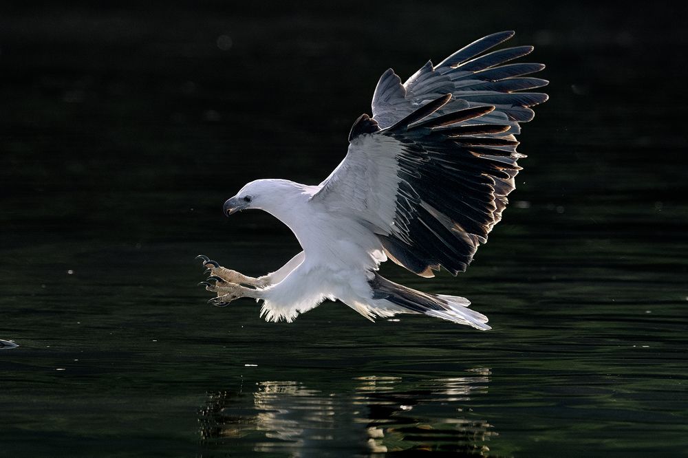White-bellied sea eagl