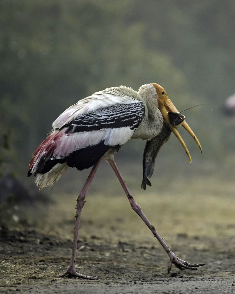 Painted Stork with Fish Catch