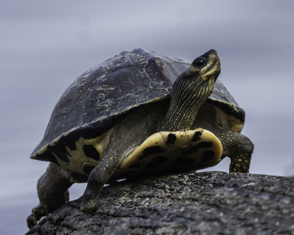 Indian Roofed Turtle