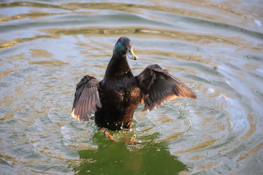 Photograph by LEONID DUBINA