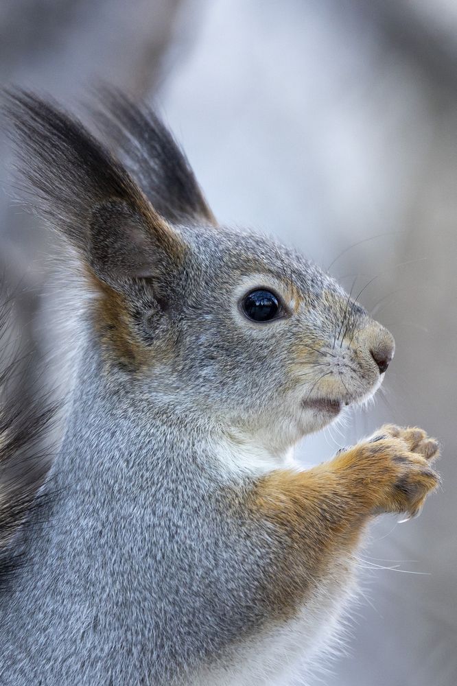 Photograph by Щепанов Дмитрий