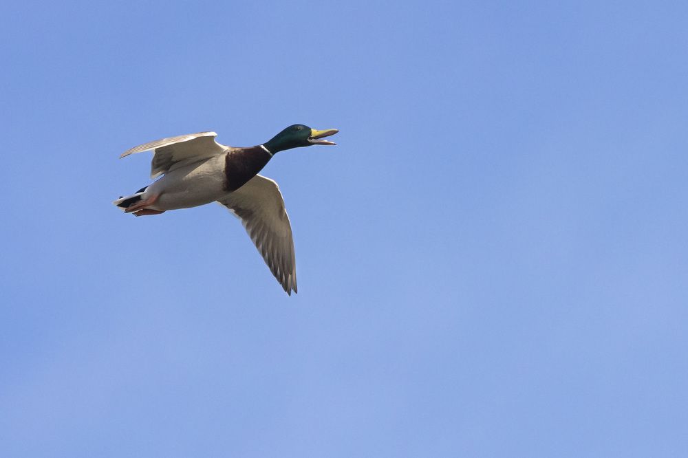 Photograph by Щепанов Дмитрий