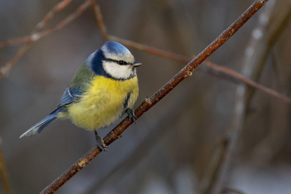 Photograph by Щепанов Дмитрий