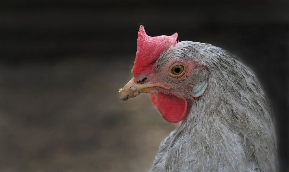 Photograph by Елена Ермакова