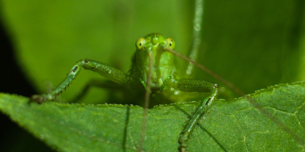 Portrait of a Grasshopper