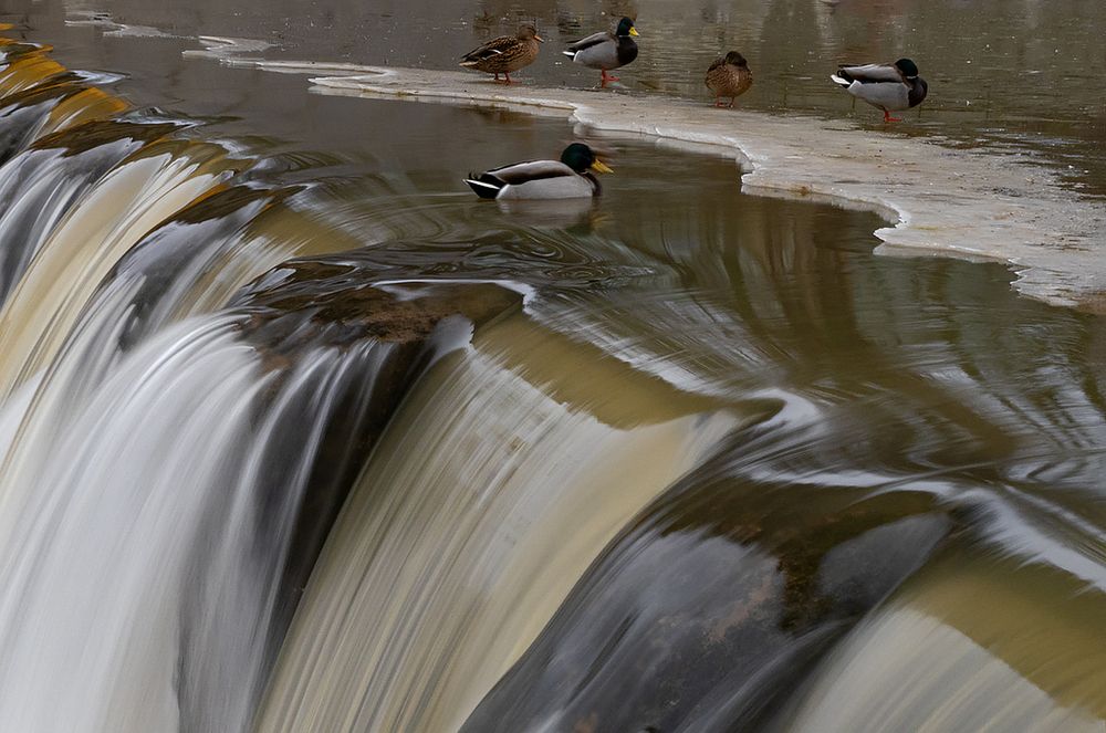 Фотография автора Елена Бурцева