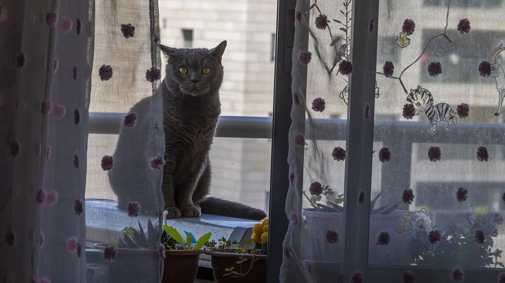 Photograph by Denis Hillel Schatz