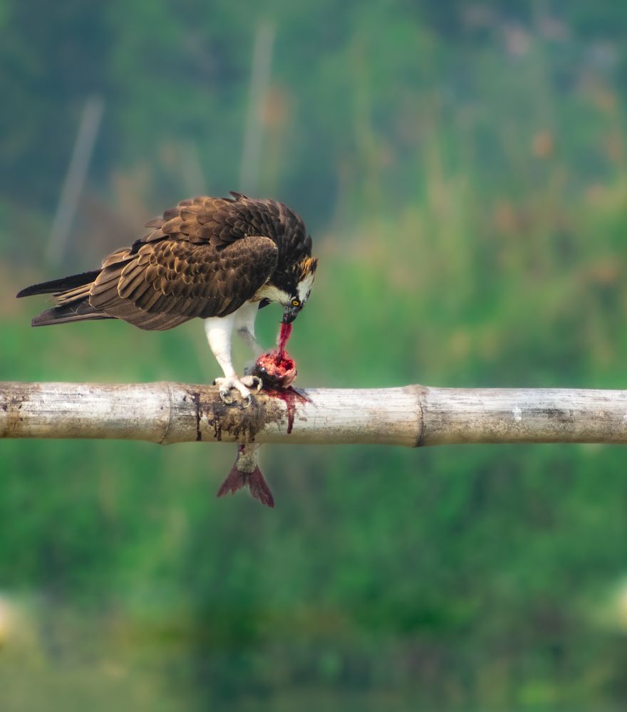 Photograph by Pratyayee Dutta