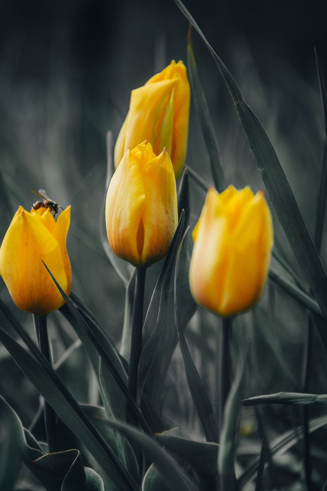 Желтые тюльпаны