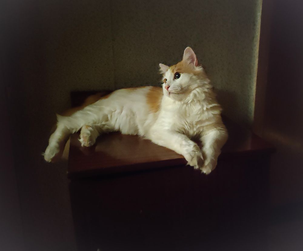 Мой кот Кузьма