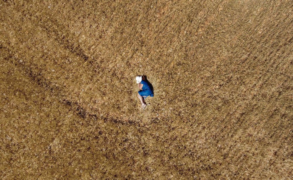 Sleeping in the wheat