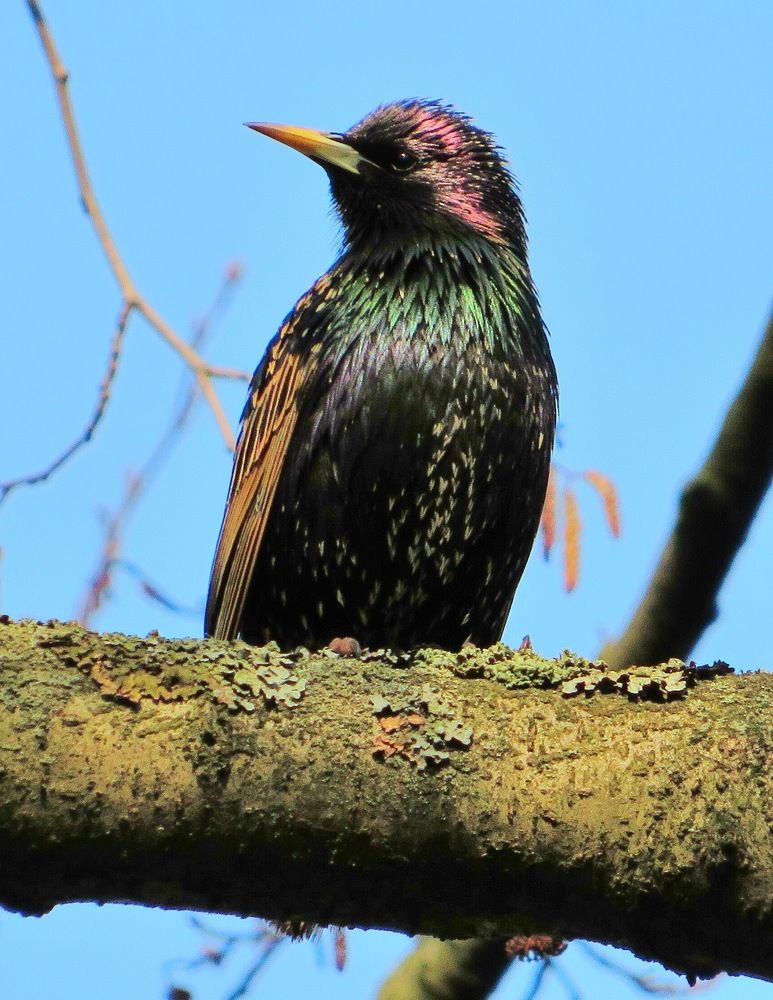 Переливаясь на солнце