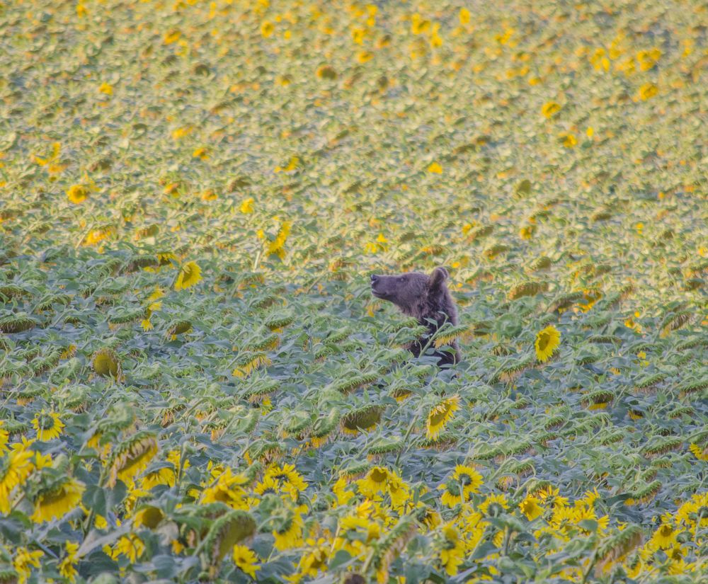 Photograph by Ильдус