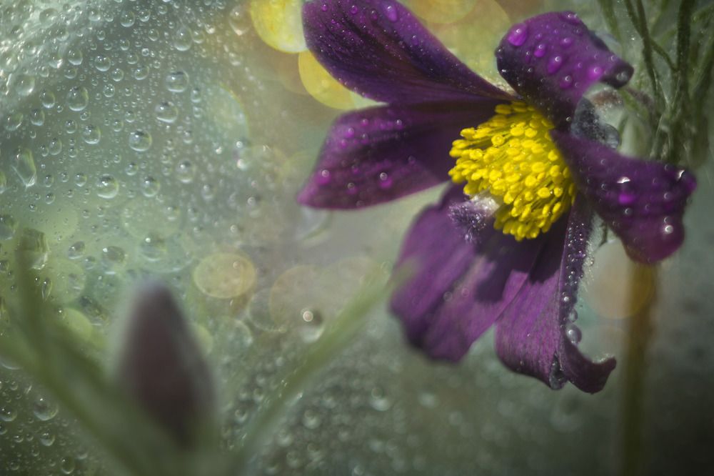 Photograph by Зимина Лионелла