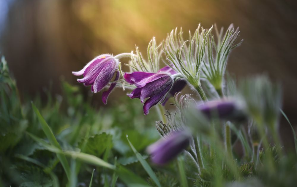 Пробуждение...