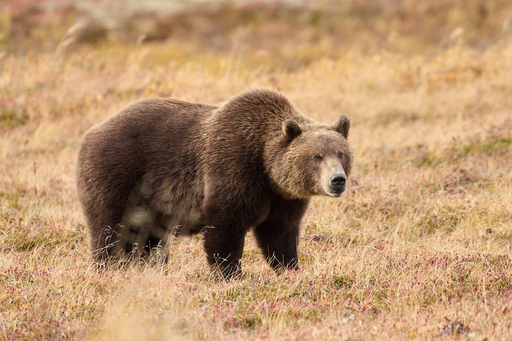 Фотография автора Mikhaylov Mikhail