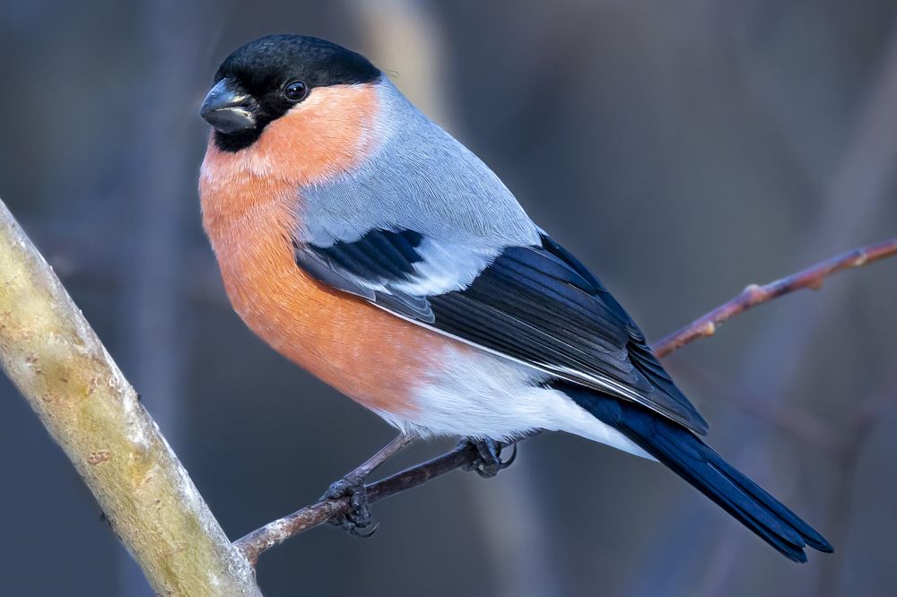 Photograph by Щепанов Дмитрий