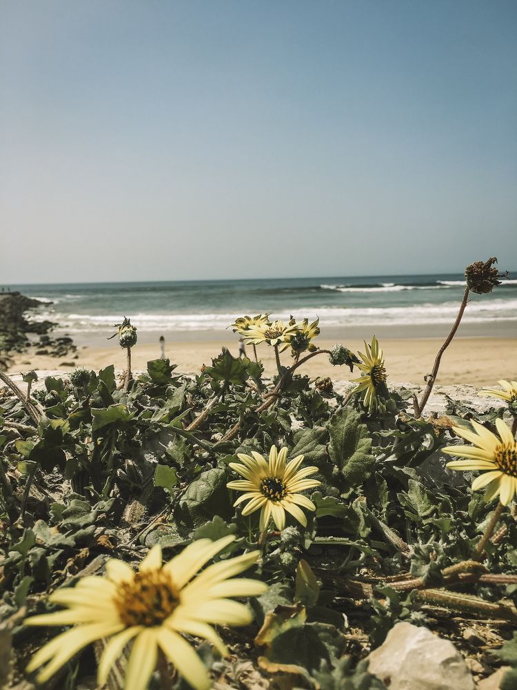 Фотография автора Sônia Sutili