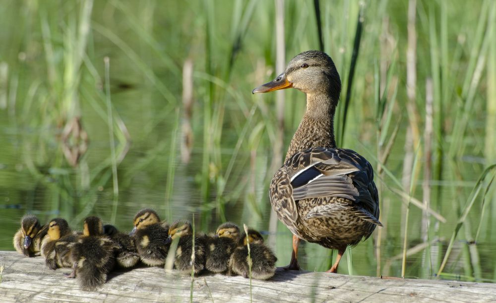Семейные ценности