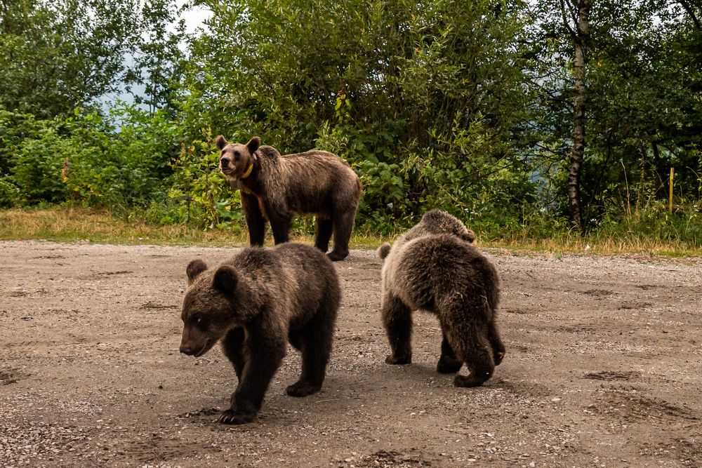 Photograph by levi bagy