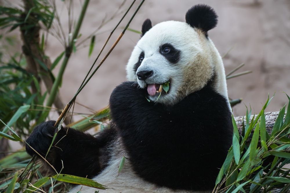 Photograph by Татьяна Гладкова