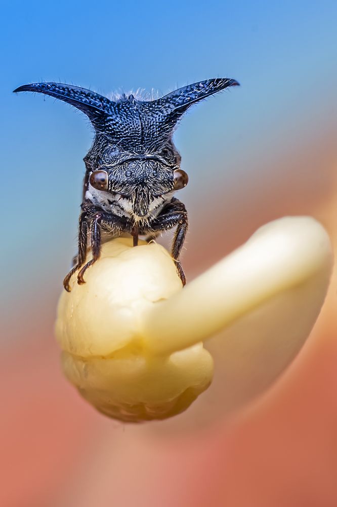 Фотография автора NeCoTi ChonTin