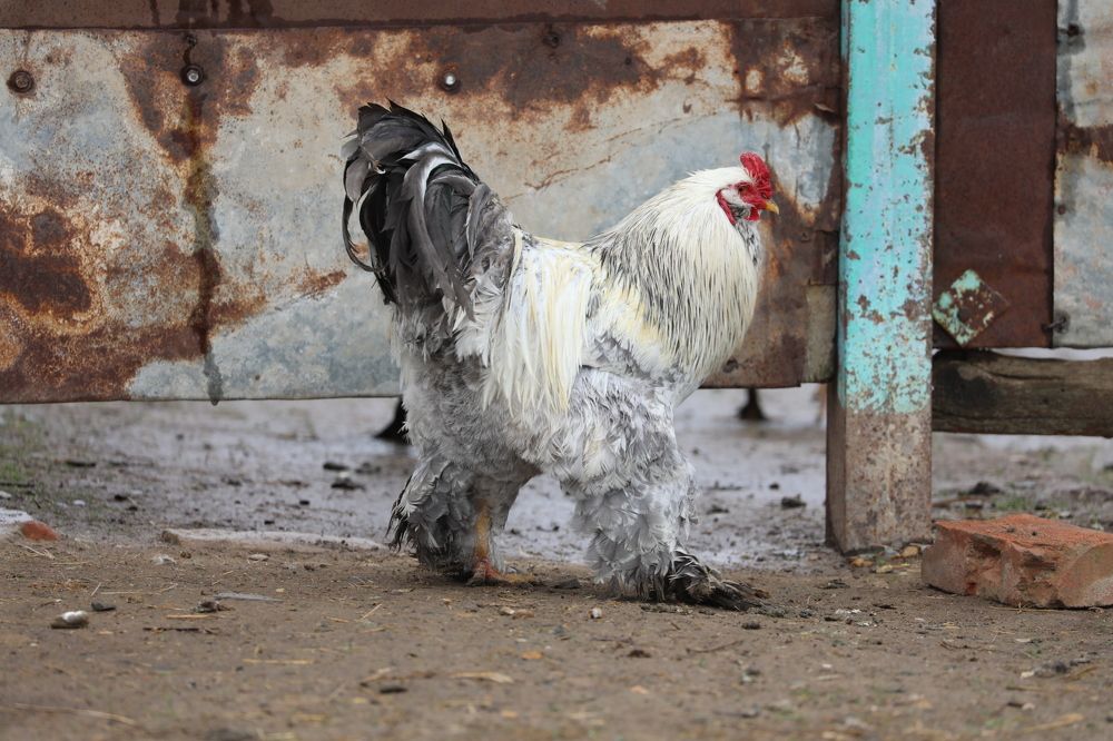 Photograph by Ольга Одаренко