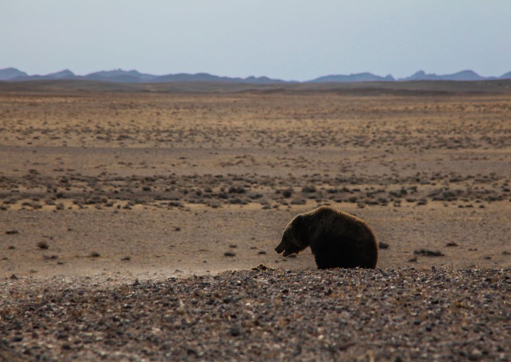 Photograph by Baatarsuren Basan
