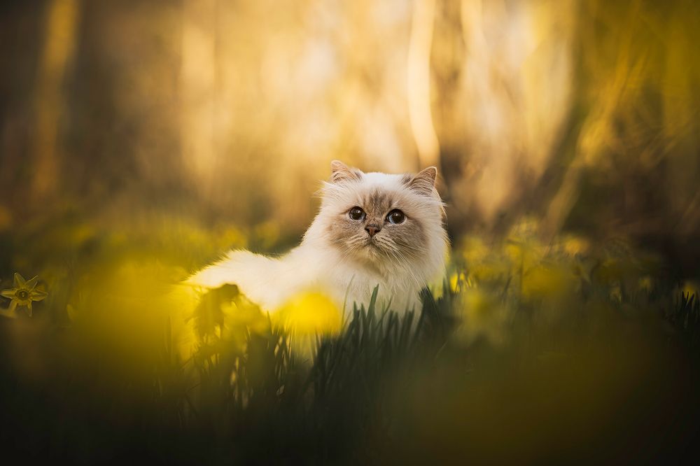 Photograph by Laura Petermans