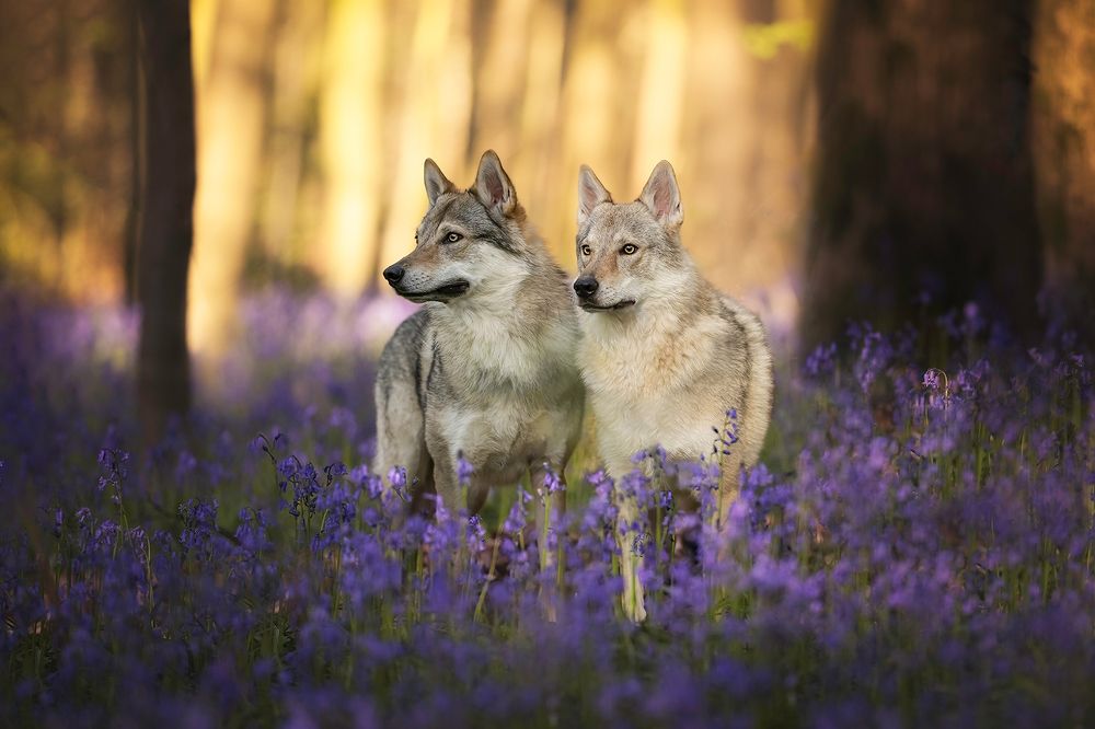 Photograph by Laura Petermans