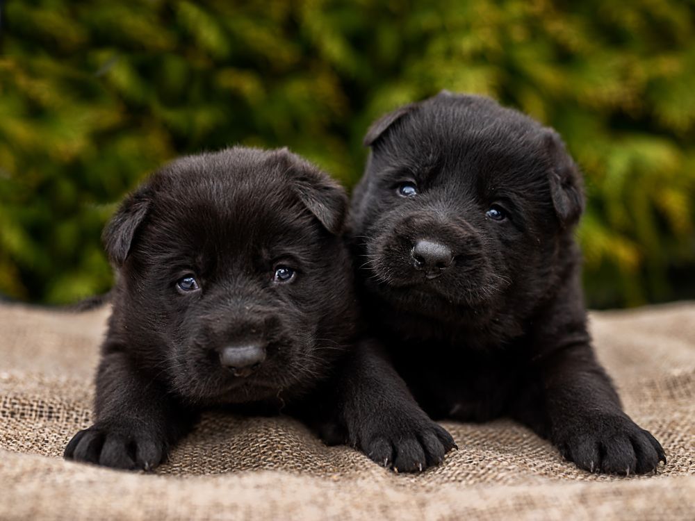 щенки черной немецкой овчарки