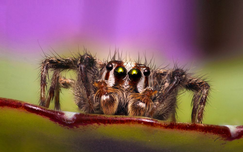 Jumping spider