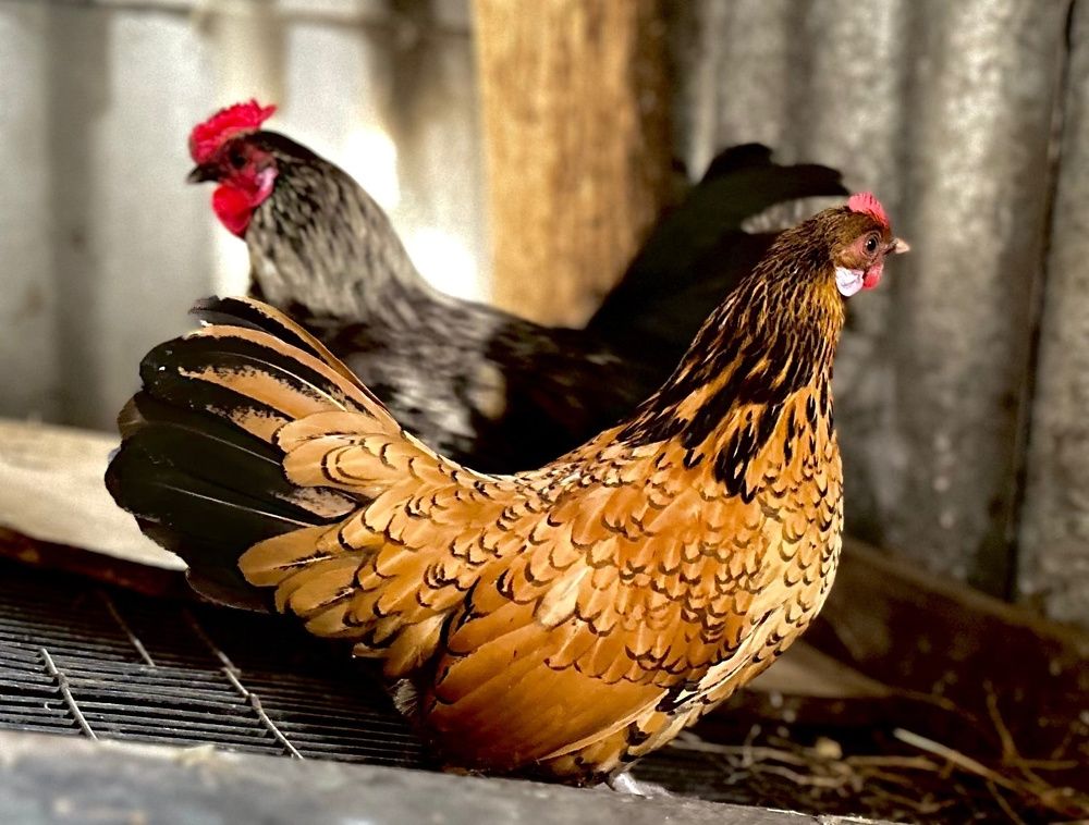 Photograph by Снежанна Москалёва