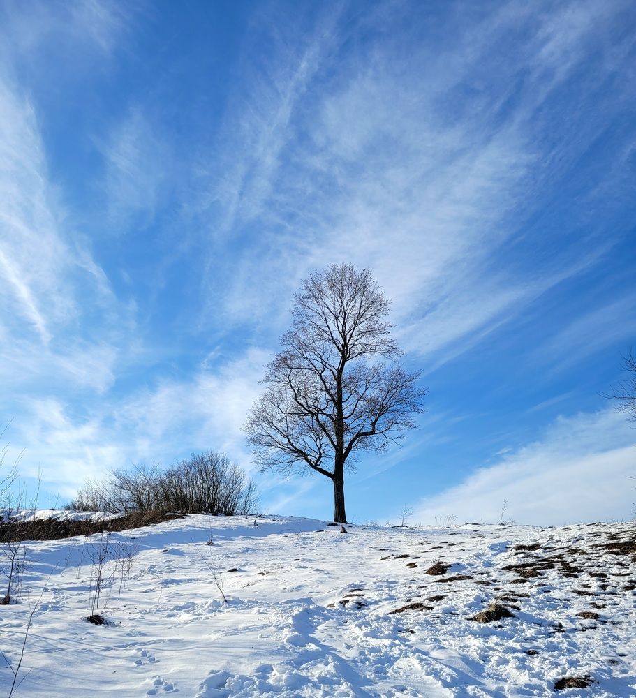 Одинокое дерево на горе